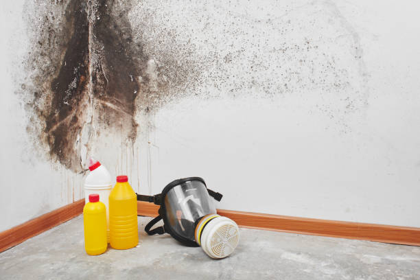 Best Attic Mold Removal  in Oak Leaf, TX