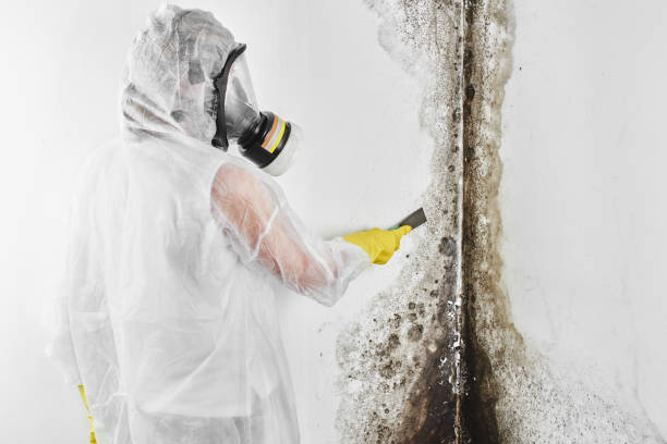 Attic Mold Removal in Oak Leaf, TX