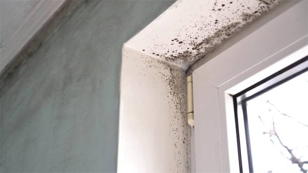 Best Mold Damage Repair  in Oak Leaf, TX
