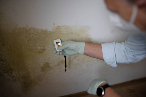 Best Mold Removal Near Me  in Oak Leaf, TX