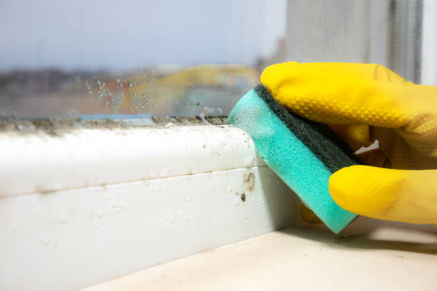 Best Mold Damage Repair  in Oak Leaf, TX