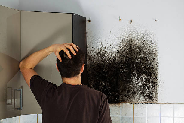 Best Fast Mold Removal  in Oak Leaf, TX